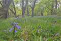 ACTIVE OUTDOORS­­: Bluebells and smells on Loch Ness woodland circuit