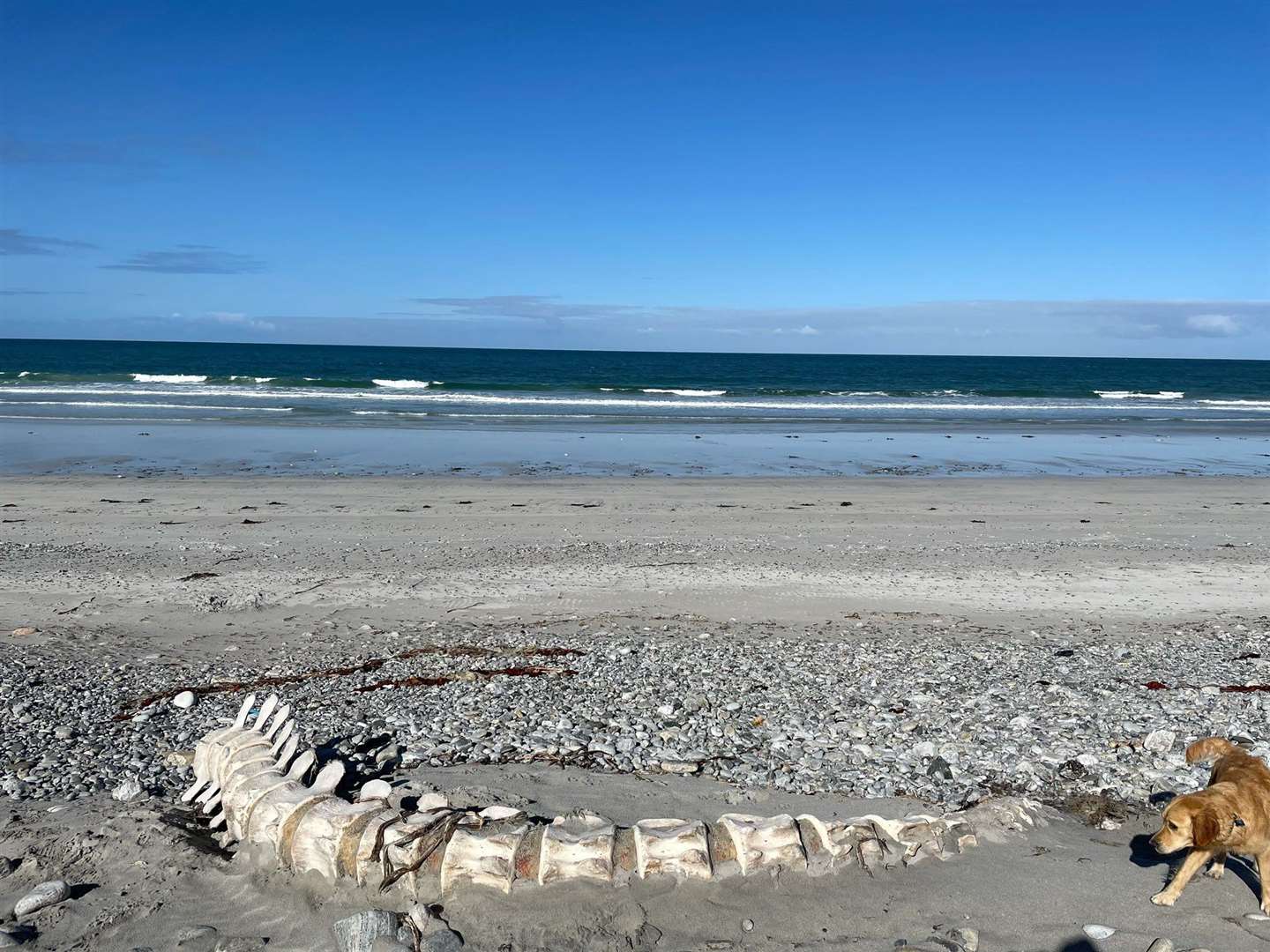 A picture taken by Hannah Burns of the skeleton on the beach at South Uist..