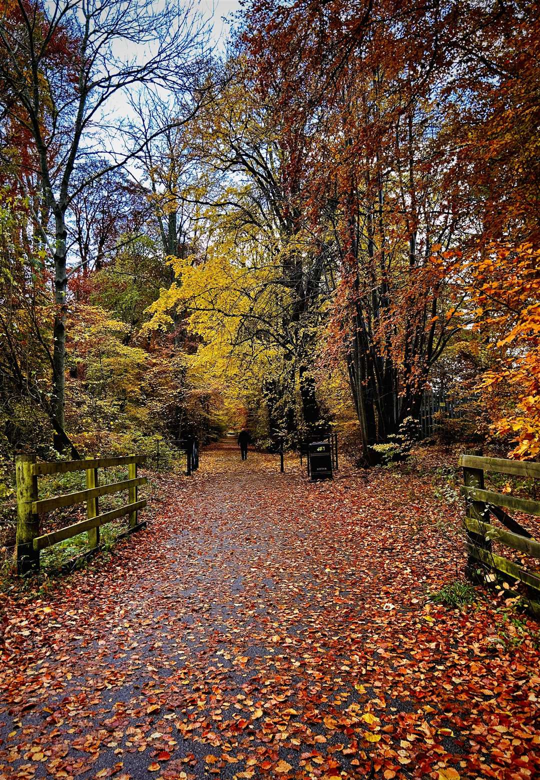 A blaze of autumn colour on the Gruffalo Walk in Culloden. Picture: Kerrie Tolmie