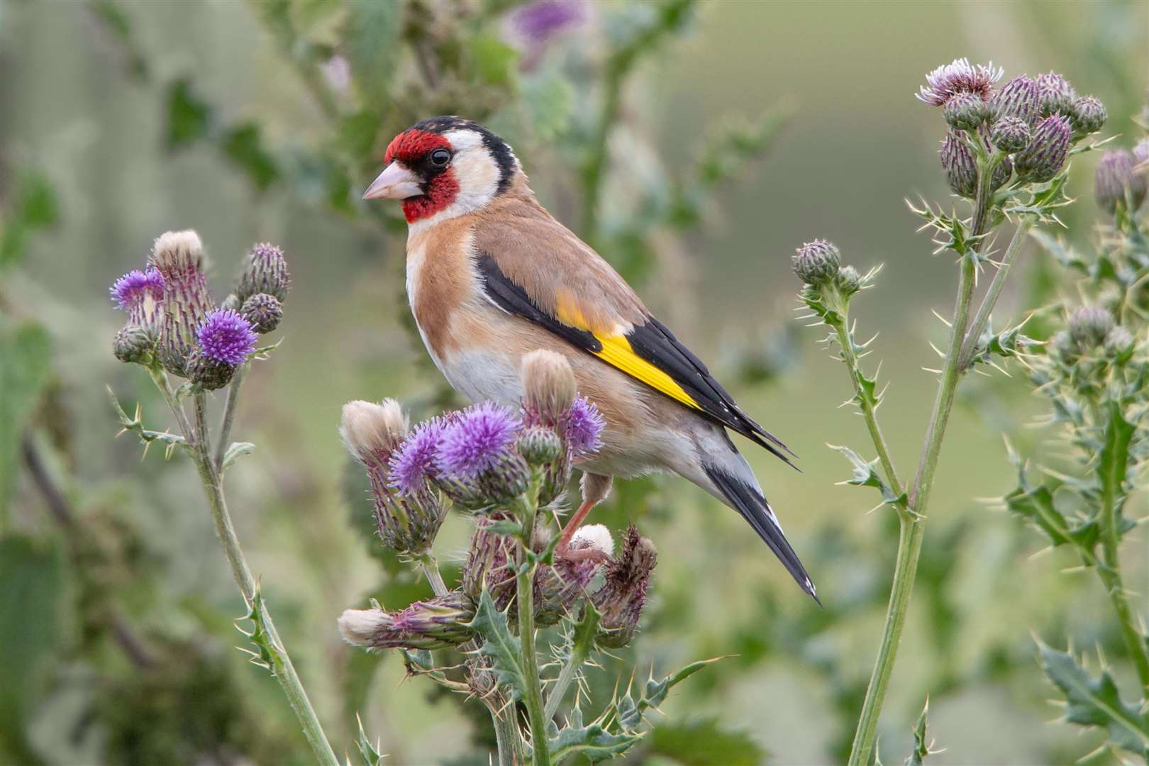 Capture shots of birds such as goldfinch. Picture: iStock/PA