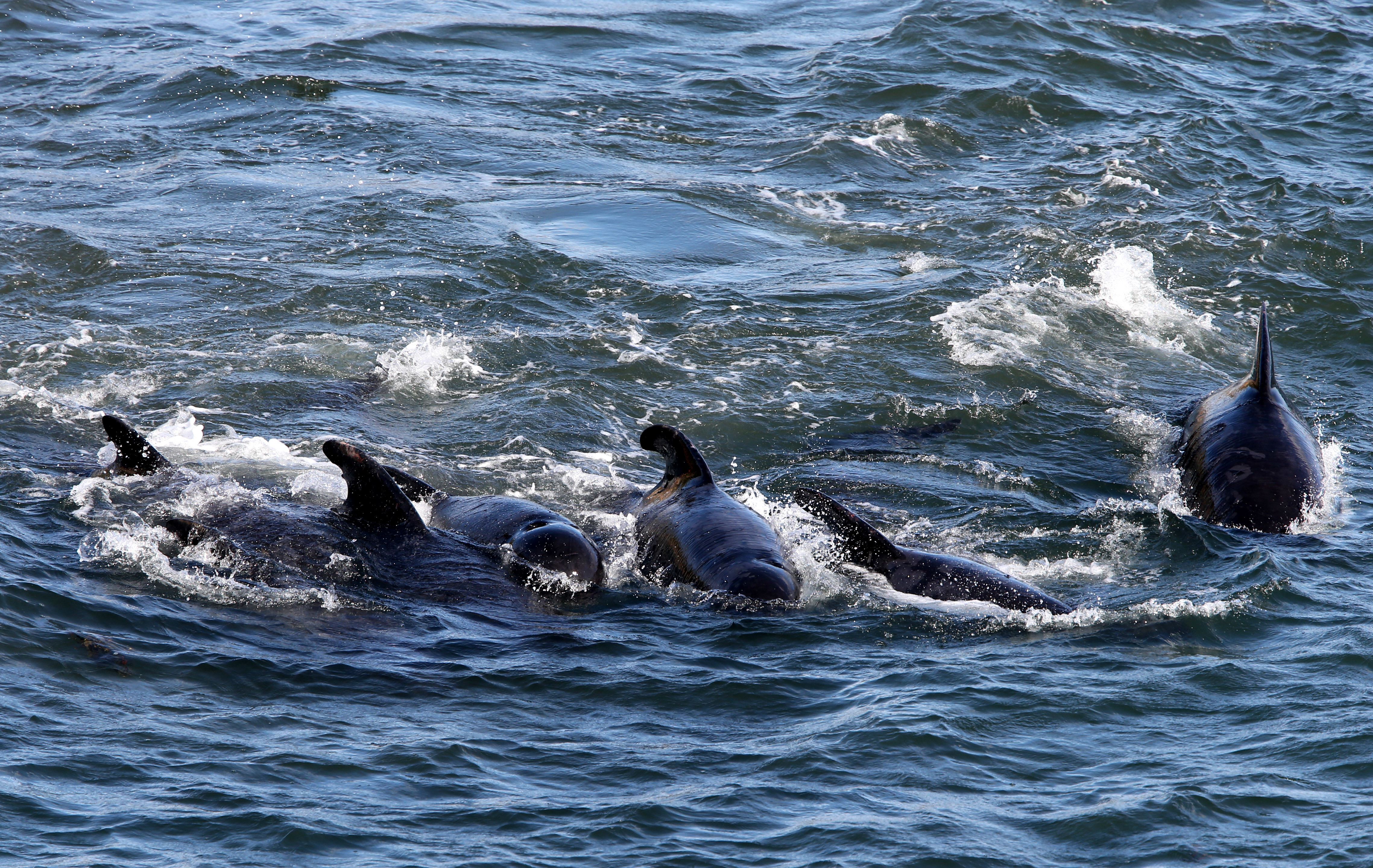 Mass pilot whale stranding on Isle of Lewis is 'biggest one ever in  Scotland' with 55 dead