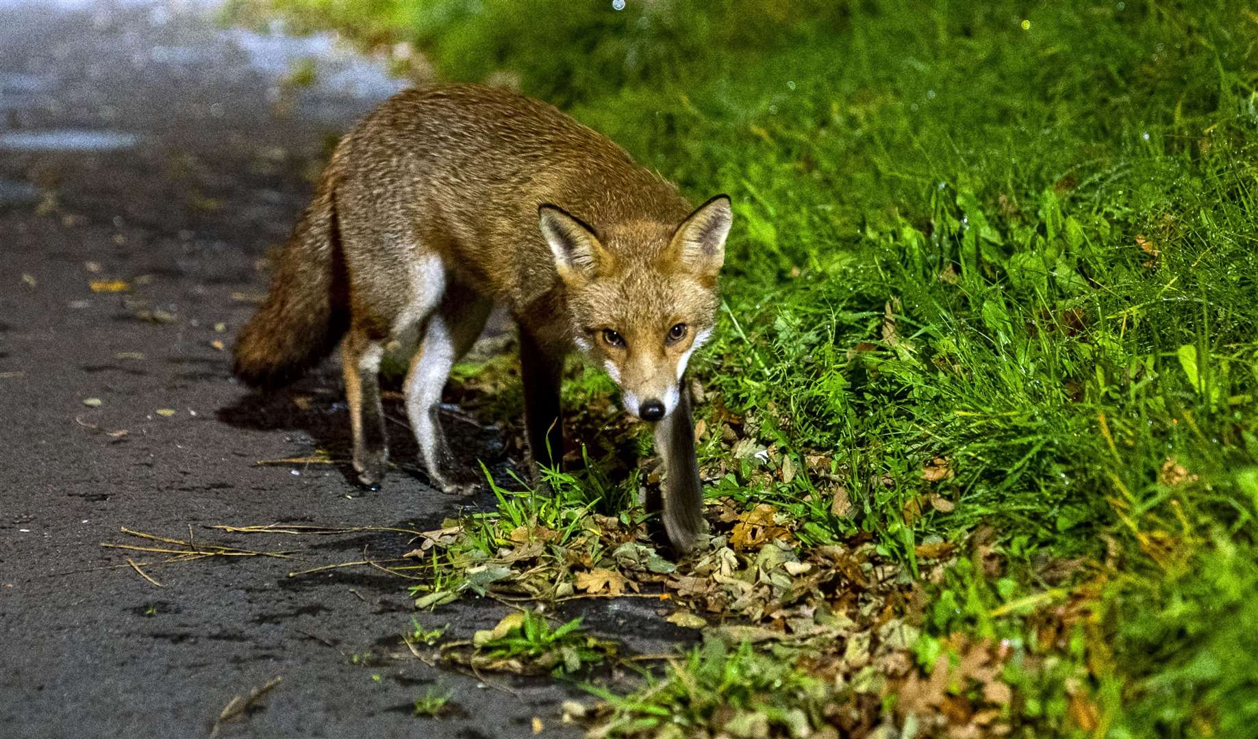 An urban fox looks for food (Peter Byrne/PA)
