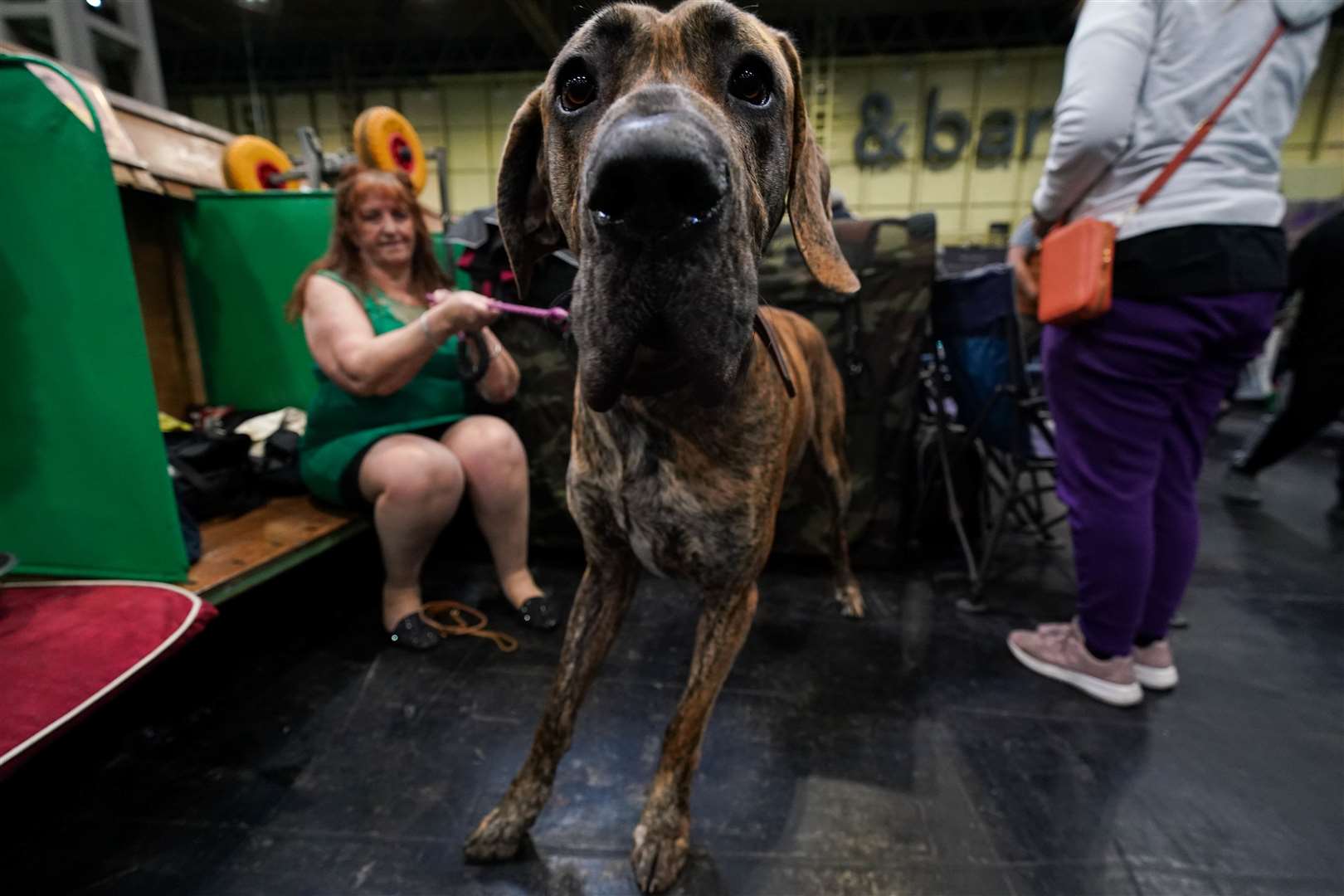A Great Dane hogs the camera as it waits to go into the show ring (Jacob King/PA)