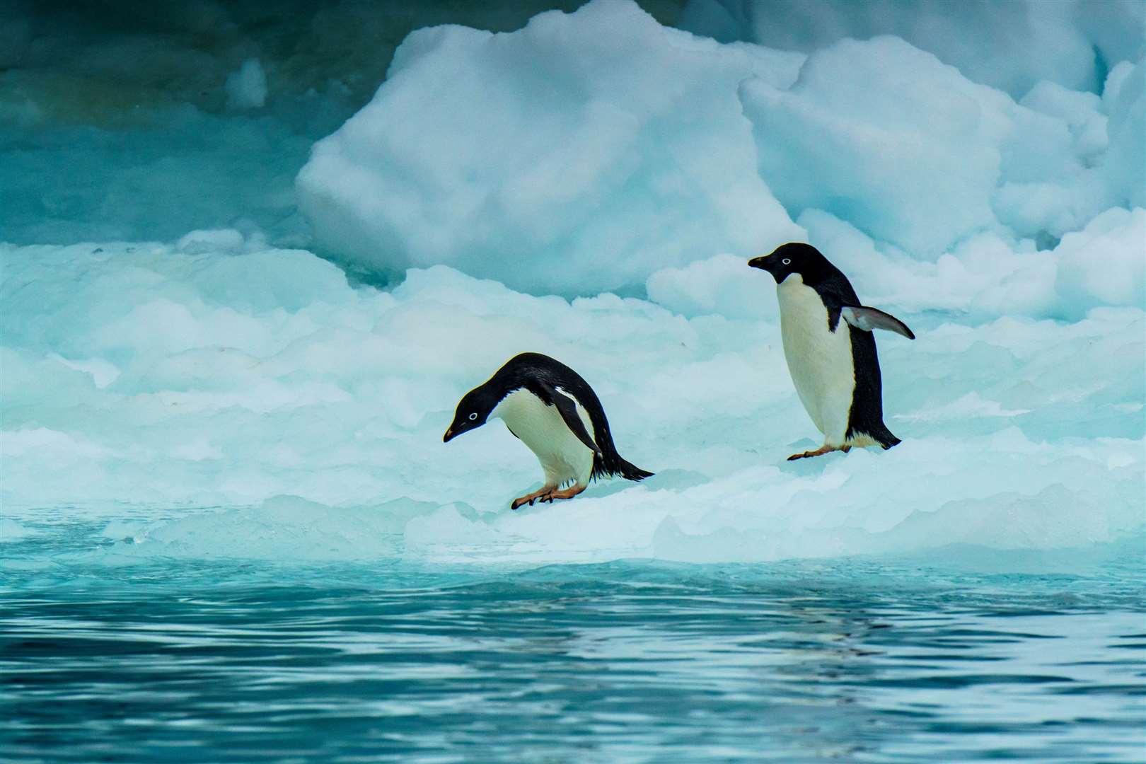 Adelie penguins in Antarctica. Picture: PA Photo/Renato Granieri