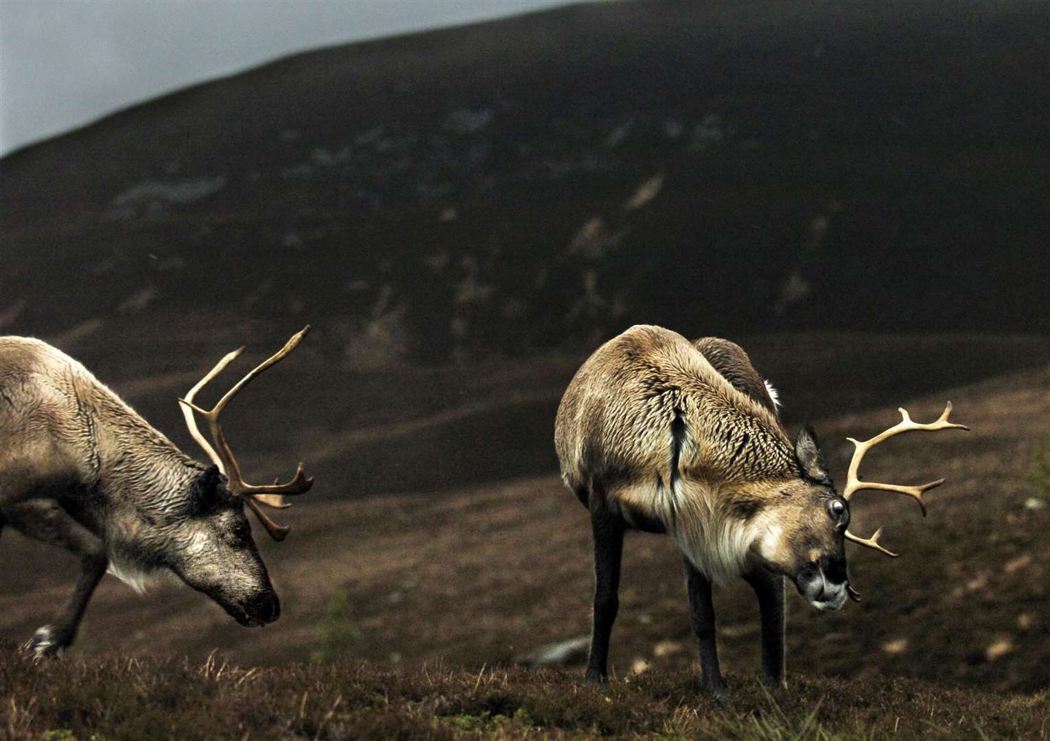 Reindeer at the Cairngorm Reindeer Centre, near Aviemore in the Highlands (David Cheskin/PA)