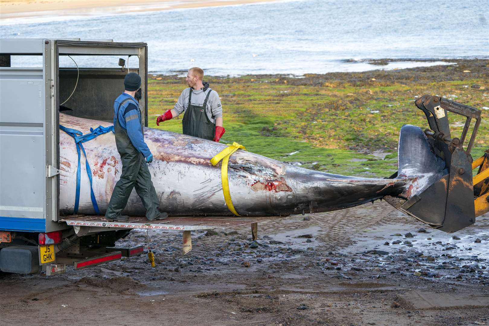 A dead minke whale which washed up on the West Bay beach in North Berwick, East Lothian, on April 19 (Jane Barlow/PA)