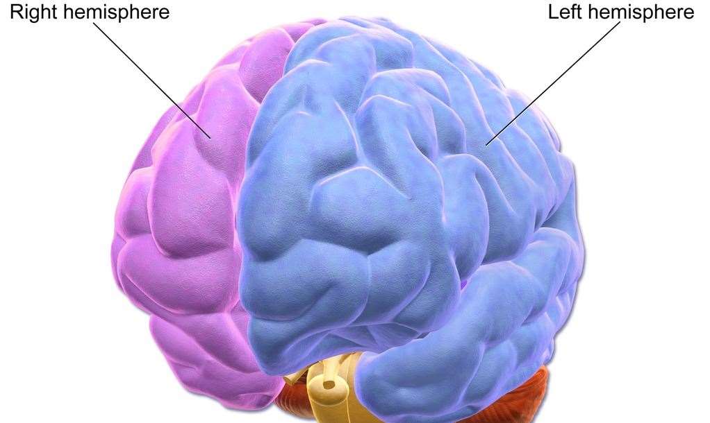 The brain's two hemispheres work in tandem.
