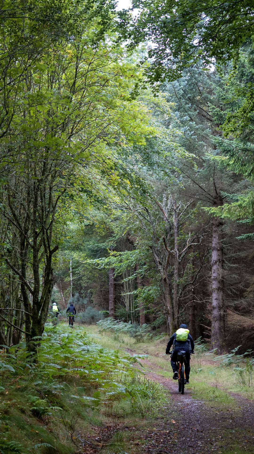 Riding through the forest in the Moray section of the Coast to Barrel route.