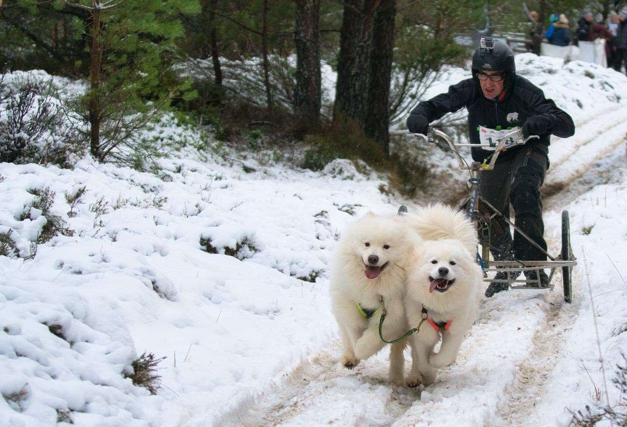 sled dog rally
