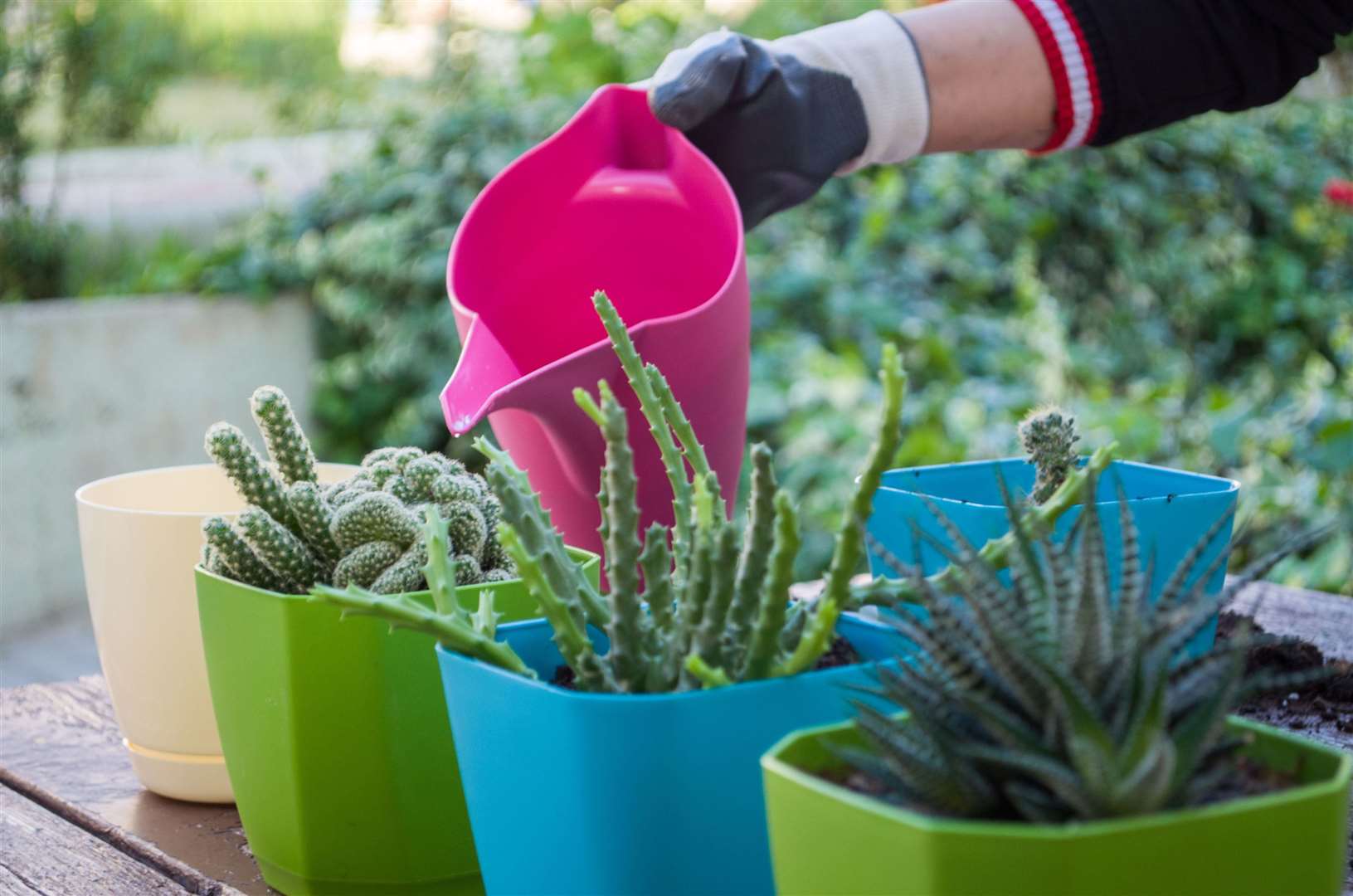 Always water your houseplant even when outside. Picture: iStock/PA