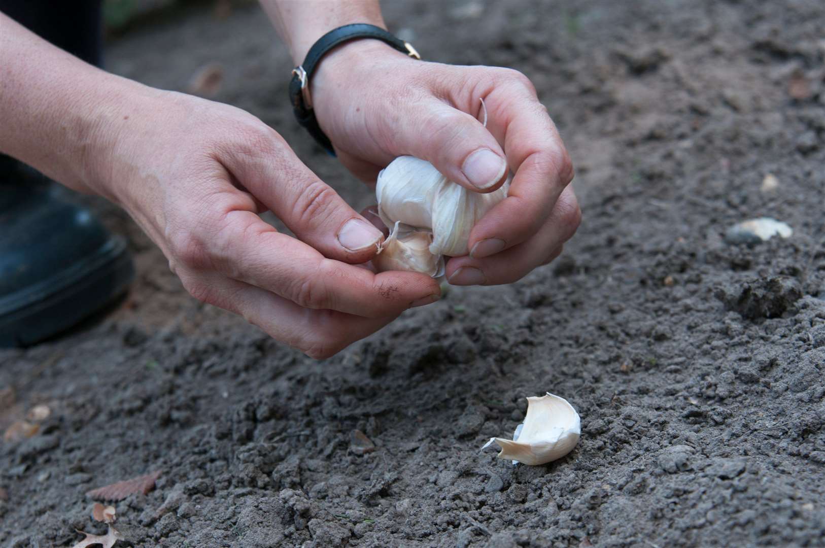 Planting garlic. Picture: Tim Sandall/RHS/PA