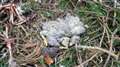 Police release dead chicks image after birds of prey targeted near Tomatin