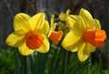 Go daft for daffodils and bring spring to your garden