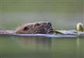 Should beavers be returned to Rivers Affric, Glass and Beauly?