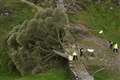 Hopes the Sycamore Gap tree will live on as cuttings show signs of viability