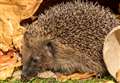 Nine hedgehog garden hazards and how to avoid them