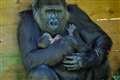 Staff ‘thrilled’ with baby gorilla born at Bristol Zoo