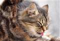 COMMENT: Neutering your cat is the best thing to do in the long-term