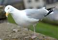 Delivery driver who stamped on gull's head in Thurso is fined