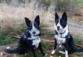 ALISON LAURIE-CHALMERS: It’s important that you check the ears of your pet dogs