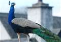 Cawdor villagers may see the back of noisy Percy the peacock