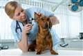 Vet Speak: What to do if your dog has signs of ear haematomas