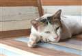 ALISON LAURIE-CHALMERS: Arthritis in your cat can be managed in a variety of ways