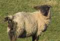 Farming: North-east researchers support £6 million novel parasite sheep vaccine project