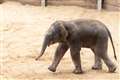 UK zookeepers ‘delighted’ by the arrival of endangered Asian elephant