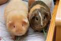 Vet Speak: Follow these tips to keep guinea pigs happy and healthy