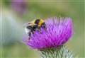 Bumblebee Conservation Trust asks people across the Highlands to 'Bee the Change'