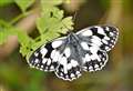 Weird and wonderful butterflies and moths to spot this summer