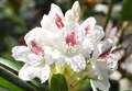 Bedazzling rhododendrons add a blast of colour