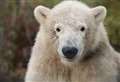 Hamish the polar bear says goodbye to Highland Wildlife Park