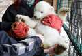 WATCH: Highland Wildlife Park keepers confirm new polar bear cub is a boy