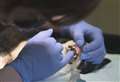 ALISON LAURIE-CHALMERS: Vet Speak corr on why you must check out feline dental pain
