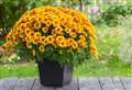 Seven plants for colourful autumn pots