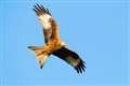 RSPB reveals shock Black Isle red kite death figures