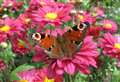 Help butterflies thrive with a seasonal to-do list