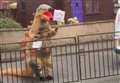 WATCH: Inverness 'dinosaur' is back to raise more laughter