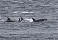Death toll of bottlenose dolphins venturing into the Cromarty Firth rises to five