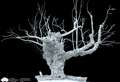 Digital 3-D image shows Europe's 'oldest' elm in Beauly as it succumbs to Dutch elm disease 