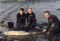 Father and daughter among team who help save dolphin in the Beauly Firth 