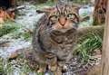 Wildcats to be released in the Cairngorms