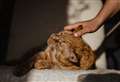 VET SPEAK: Arthritis in cats is as manageable as it is in people
