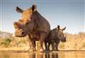 Is the future of Africa’s rhinos finally looking hopeful?