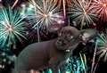 Make pet's feel safe during New Year's Eve fireworks
