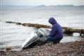 Rescuers fail to save beached minke whale