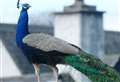 Wayward peacock returns to his regular stamping ground in Cawdor