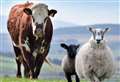 Farming: Quality Meat Scotland announces levy rate rises